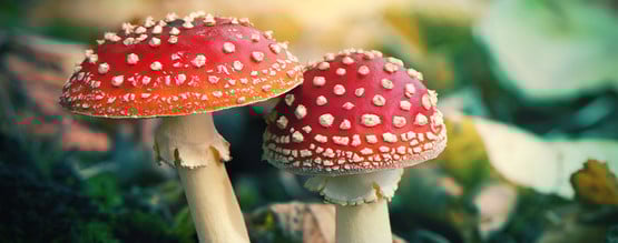 Amanita Muscaria, Qu'est-ce Que C'est ?