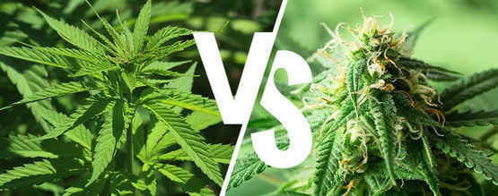 Indica Vs Sativa : Est-Ce Toujours Pertinent En 2025 ?