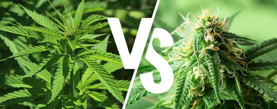 Indica Vs Sativa : Est-Ce Toujours Pertinent En 2024 ?