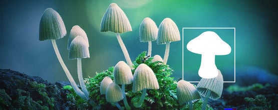 Un Regard Détaillé Sur L’Histoire Des Champignons Magiques