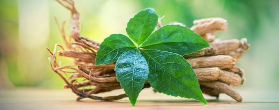 À La Découverte Du Ginseng