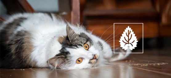L’herbe-aux-chats : Tout ce qu’il faut savoir