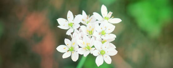 Silene Capensis, La Racine Des Rêves En Détails