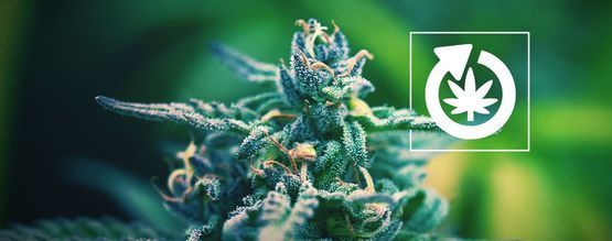 Le Cycle De Vie Du Plant De Cannabis
