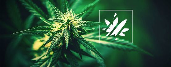 Sativa, Indica, Ruderalis & Hybrides