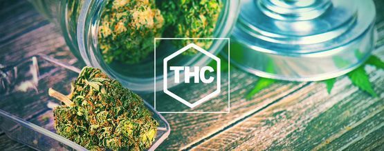 Tout Ce Qu’il Faut Savoir Sur Le THC