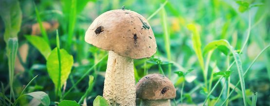 Protéger Votre Culture De Champignons Magiques Des Mouches Des Champignons