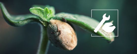 Résolution Des Problèmes De Germination Du Cannabis