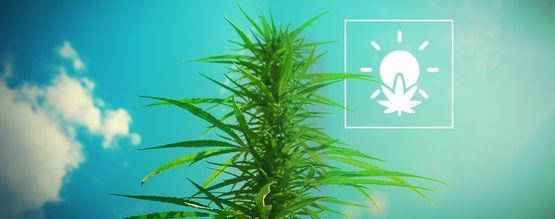 Cultiver du Cannabis en Extérieur