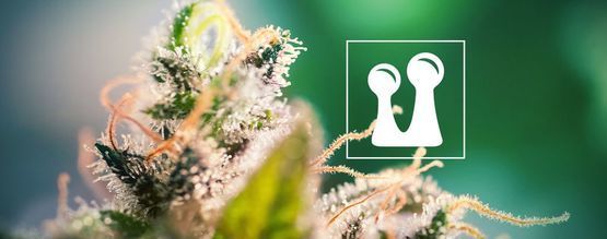 Tout Ce Qu’il Faut Savoir Sur Les Trichomes