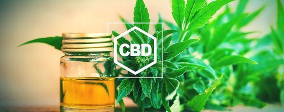 Tout Ce Qu’il Faut Savoir Sur Le CBD