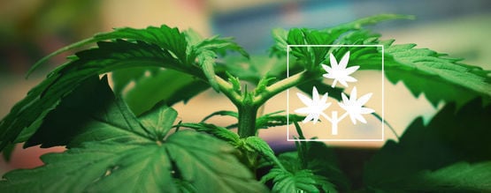 Étêtage Cannabis : Tout Ce Que Vous Devez Savoir