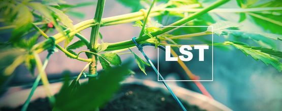 Comment Et Quand Faire Du LST Sur Des Plants De Cannabis