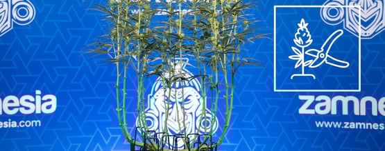 Méthode du lollipopping du cannabis