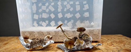 PF Tek : Cultivez Facilement Des Champignons Magiques Maison