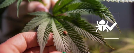 Des Insectes Pouvant Aider À Mieux Cultiver Du Cannabis