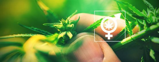 Pourquoi Est-ce Important De Déterminer Le Sexe De Vos Plants De Cannabis