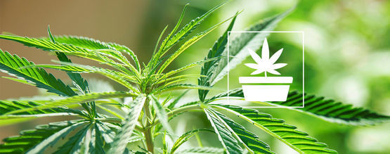 Phase Végétative (Croissance) De La Culture Du Cannabis