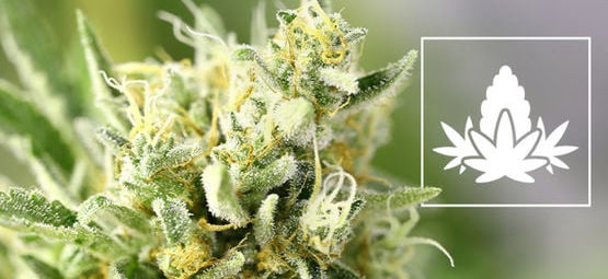 Phase De Floraison De La Culture Du Cannabis