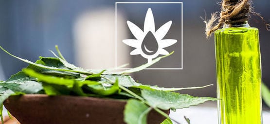 Comment Utiliser L’Huile De Neem Dans Son Espace De Culture