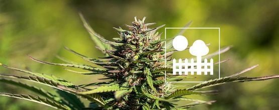 Cultiver Du Cannabis Dans Un Jardin Ou Une Cour