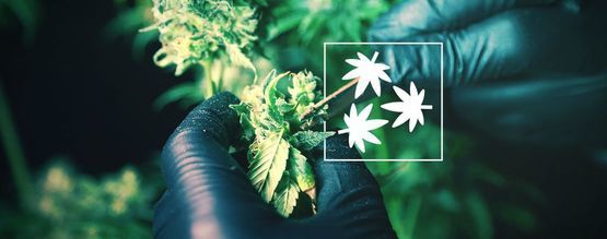 Défoliation Du Cannabis : Tout Ce Que Vous Devez Savoir