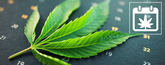 Calendrier De Culture Du Cannabis En Extérieur Par Zamnesia