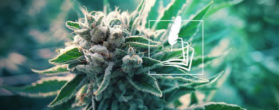 Histoire Du Cannabis Médical