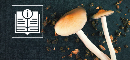 Informations Sur Les Champignons Et Truffes Magiques