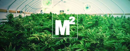 Combien De Plants De Cannabis Peut-on Cultiver Au Mètre Carré ?