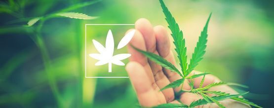 Tout Sur L'Anatomie Végétale Du Cannabis