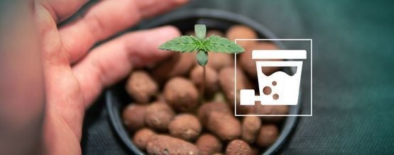 Comment Cultiver D'Énormes Récoltes De Cannabis Avec L'Hydroponie DWC