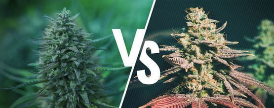 Cannabis Photopériodique Vs Autofleurrissant : Lequel Convient Le Mieux Pour Vous ?