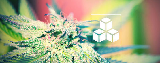 L'importance Des Sucres Dans La Culture Du Cannabis