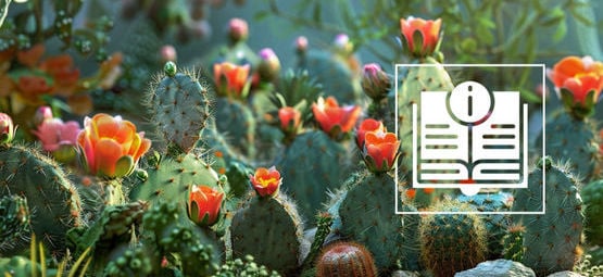 Le Guide Ultime Des Cactus À Mescaline