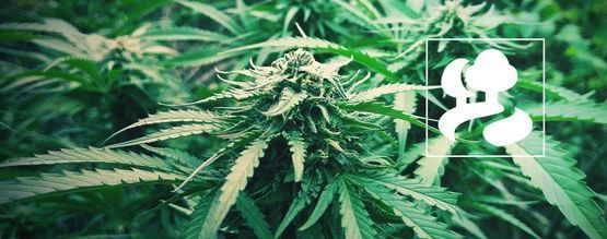 Comment Cultiver Du Cannabis En Guérilla