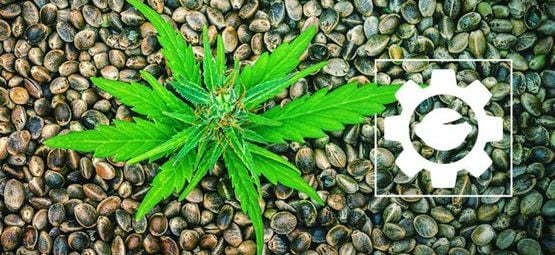 Que Sont Les Graines De Cannabis À Autofloraison ? 