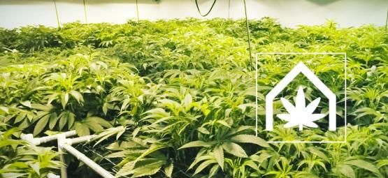 Comment Créer Et Maintenir L'Espace De Culture De Cannabis Ultime