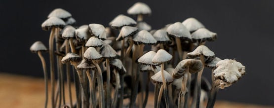 Comment Cultiver Les Champignons Copelandia Avec Le Kit De Culture ?