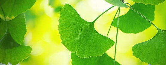 Tirer Le Maximum Du Ginkgo Biloba