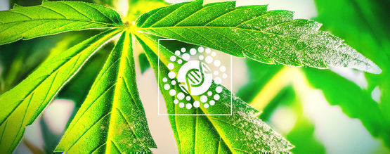 Tout Ce Qu'Il Faut Savoir Du Pollen Et De La Sélection Du Cannabis