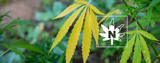 Carence En Azote Dans Les Plants De Cannabis