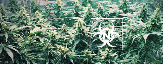 Toxicité De L'Azote Dans Les Plants De Cannabis