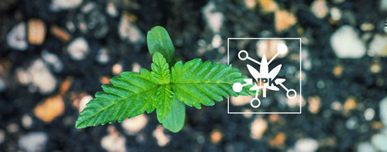 5 Facteurs Clés Qui Influencent La Disponibilité Des Nutriments Du Cannabis