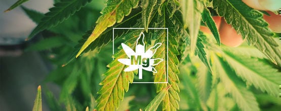 Carence En Magnésium Des Plants De Cannabis