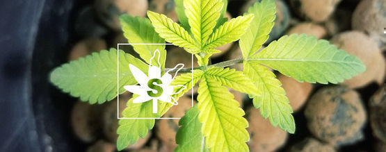 Carence En Soufre Chez Les Plants De Cannabis