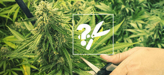 Quand Récolter Les Plants De Cannabis