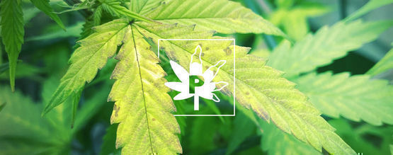 Carence En Phosphore Dans Les Plants De Cannabis