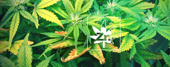 Carence En Zinc Chez Les Plants De Cannabis