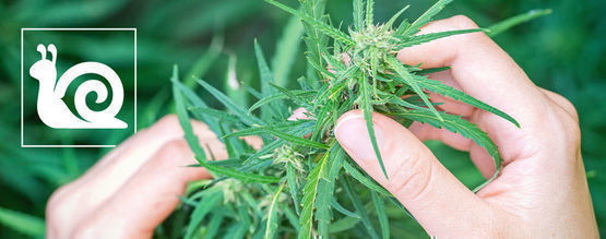 Croissance Lente Du Cannabis : Causes Et Solutions